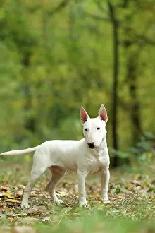 Minatures: Dog - Miniature Bull Terrier