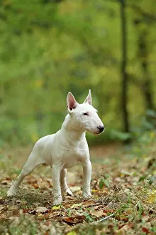 Minatures: Dog - Miniature Bull Terrier