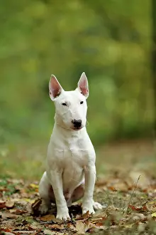 Minatures: Dog - Miniature Bull Terrier