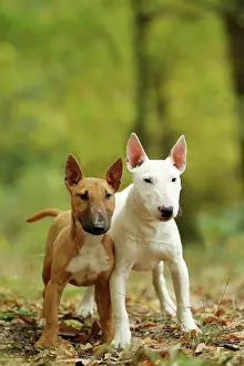 Minatures: Dog - Miniature Bull Terrier