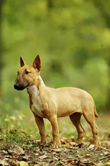 Minatures: Dog - Miniature Bull Terrier