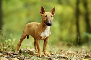 Minatures: Dog - Miniature Bull Terrier