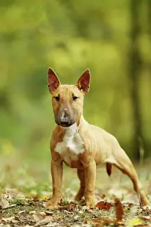 Minatures: Dog - Miniature Bull Terrier