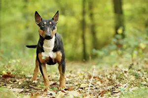 Minatures: Dog - Miniature Bull Terrier