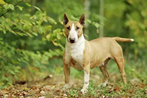 Minatures: Dog - Miniature Bull Terrier