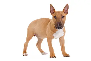 Minatures: Dog - Miniature Bull Terrier