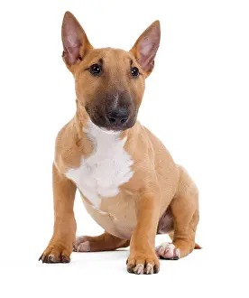 Minatures: Dog - Miniature Bull Terrier