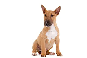Minatures: Dog - Miniature Bull Terrier
