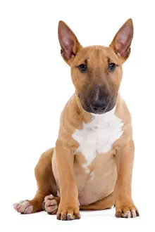 Minatures: Dog - Miniature Bull Terrier