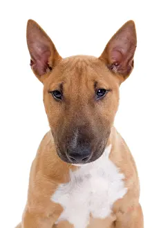 Minatures: Dog - Miniature Bull Terrier