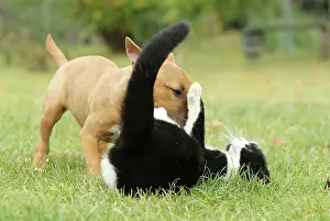 Minature: Dog - Miniature Bull Terrier - playing with Black