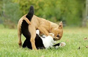 Minature: Dog - Miniature Bull Terrier - playing with Black