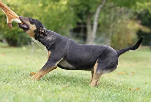 Minature: Dog - Miniature Bull Terrier - pulling toy