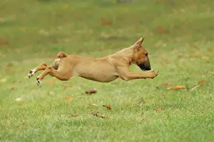 Minature: Dog - Miniature Bull Terrier - running