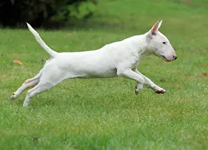 Minature: Dog - Miniature Bull Terrier - running