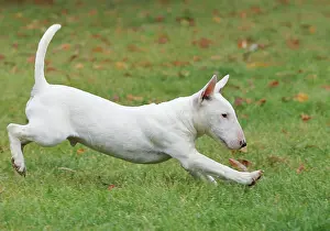 Minature: Dog - Miniature Bull Terrier - running