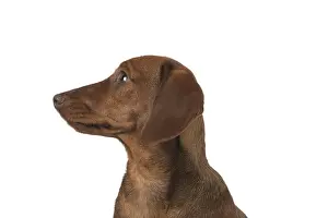 021117: DOG. Miniature Dachshund