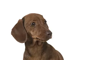 021117: DOG. Miniature Dachshund