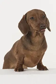 021117: DOG. Miniature Dachshund