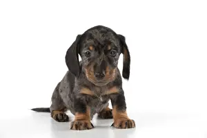 Cute Puppies By John Daniels: Dog Miniature Dachshund 7 week old puppy
