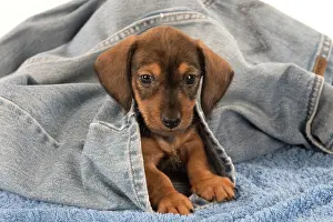 Jacket: Dog Miniature Dachshund 7 week old puppy