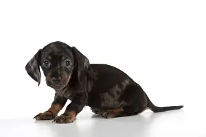 Dachshunds: Dog Miniature Dachshund 7 week old puppy