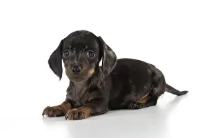 Dachshunds: Dog Miniature Dachshund 7 week old puppy