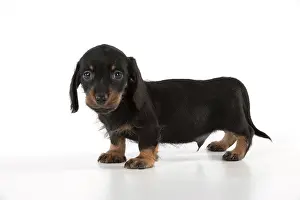 Dachshunds: Dog Miniature Dachshund 7 week old puppy