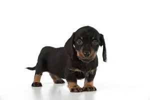 Dachshunds: Dog Miniature Dachshund 7 week old puppy