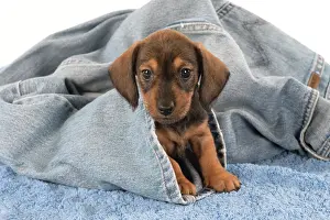 Clothes: Dog Miniature Dachshund 7 week old puppy