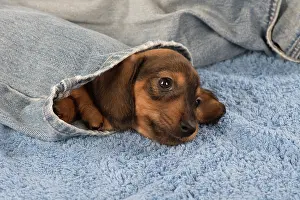 Clothes: Dog Miniature Dachshund 7 week old puppy