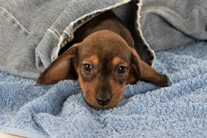 Clothes: Dog Miniature Dachshund 7 week old puppy