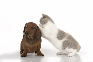 Shorthairs: DOG. Miniature Dachshund with British shothair cat