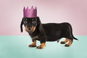 Paper: Dog