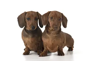 021117: DOG. Miniature Dachshunds