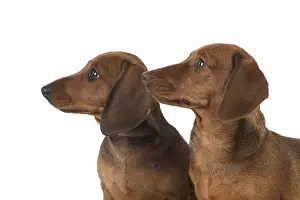 021117: DOG. Miniature Dachshunds