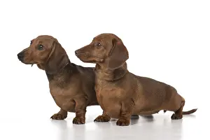 021117: DOG. Miniature Dachshunds