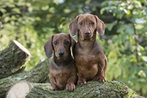 021117: DOG. Miniature Dachshunds on logs