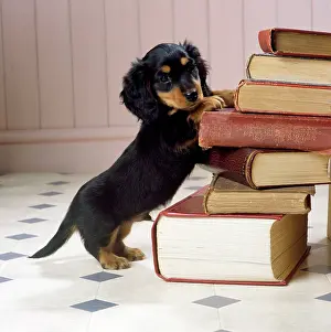 Pile: Dog - Miniature Long-haired Dachshund