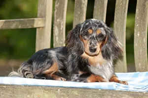 Seats: DOG - Miniature long haired dachshund laying on bench