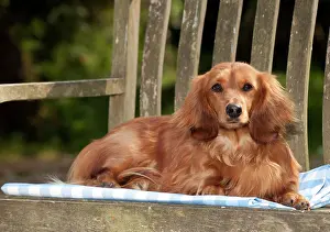 Seats: DOG - Miniature long haired dachshund laying on bench