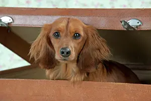 Suitcase: Dog - Miniature Long Haired Dachshund - sitting