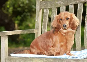 Seats: DOG - Miniature long haired dachshund sitting on bench