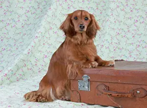 Suitcase: Dog - Miniature Long Haired Dachshund - standing