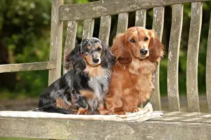 Seats: DOG - Miniature long haired dachshunds sitting