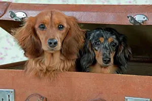 Suitcase: Dog - Miniature Long Haired Dachshunds - sitting