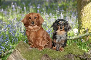 DOG - Miniature long haired dachshunds sitting in bluebells