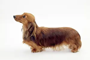 Longhaired: Dog - Miniature Longhaired Dachshund