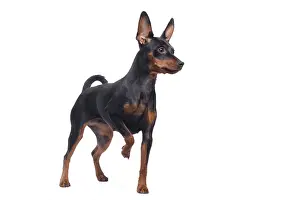 Pinschers: Dog - Miniature Pinscher