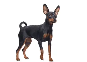 Pinschers: Dog - Miniature Pinscher